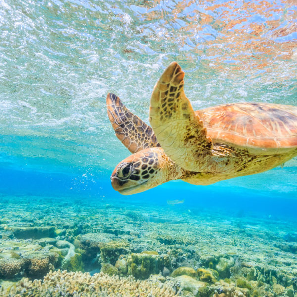 Ocean Friendly Packaging